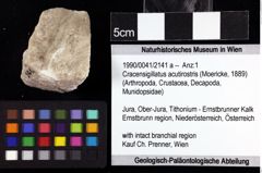 Foto (Objket + Etiketten) von Cracensigillatus acutirostris (Moericke, 1889) 